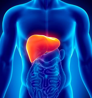 liver